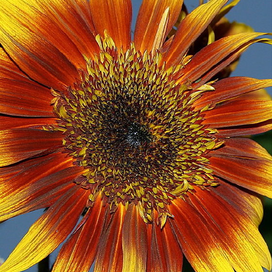Color Explosion