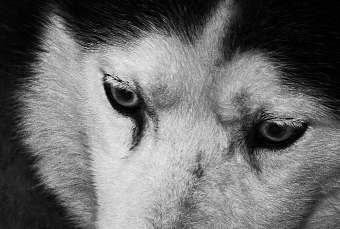 Leader of the Pack