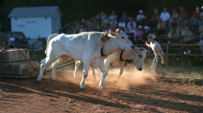 8th : Oxen Pull