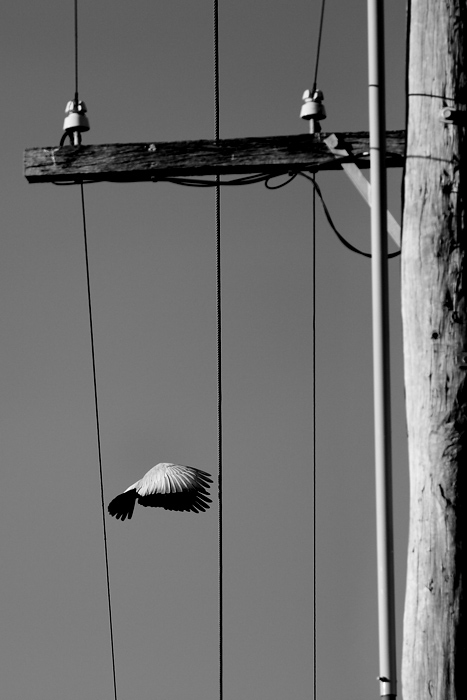Galah