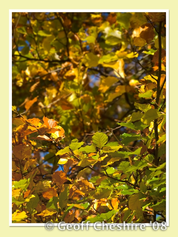 Autumnal lighting