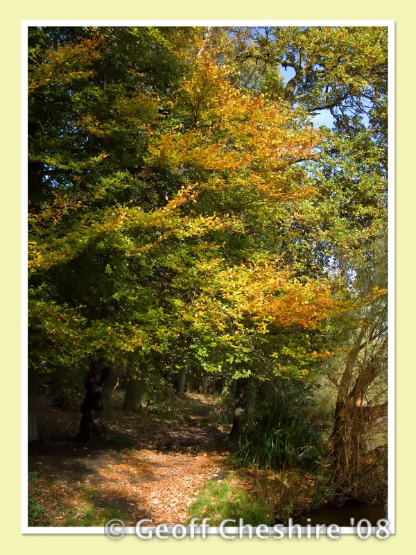Autumn colours at Carr Mill(2)