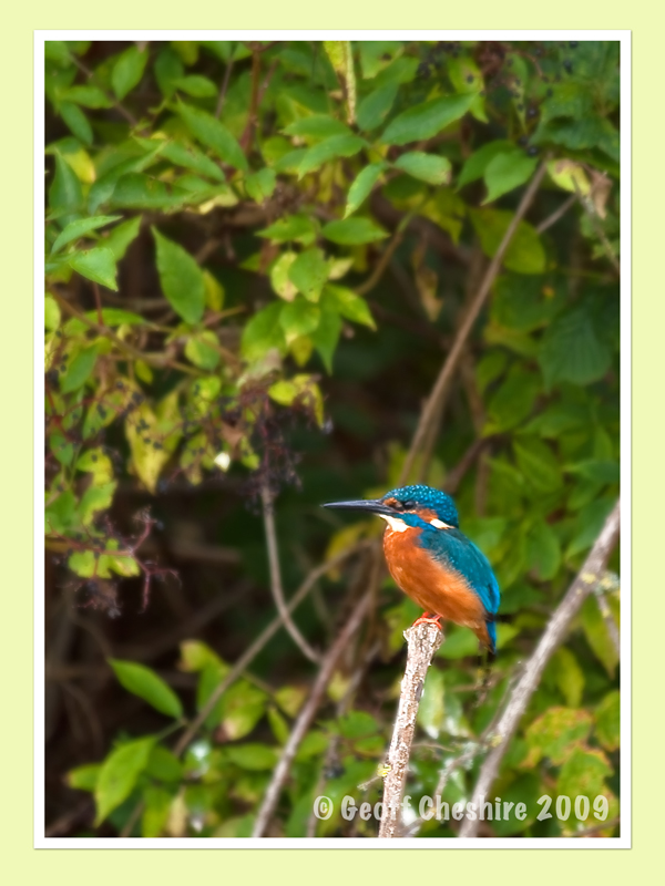 Kingfisher !