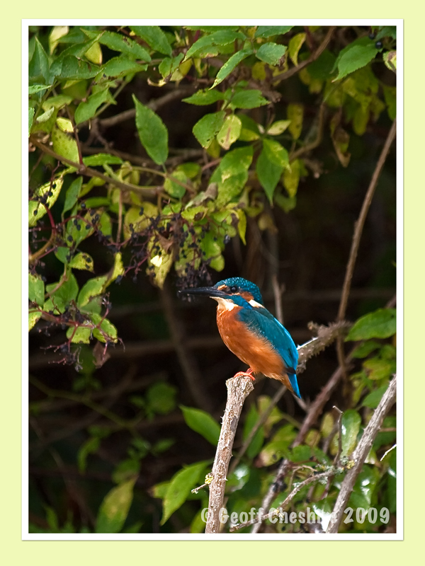 Kingfisher ! (2)