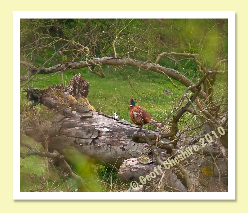 Wild pheasant