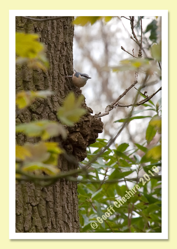 Nuthatch at Ellel
