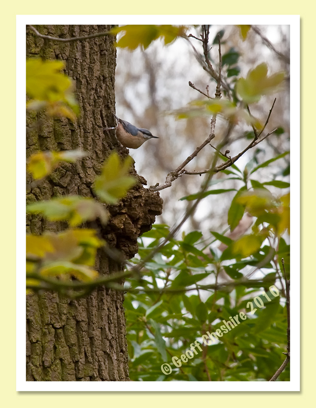Nuthatch at Ellel (2)