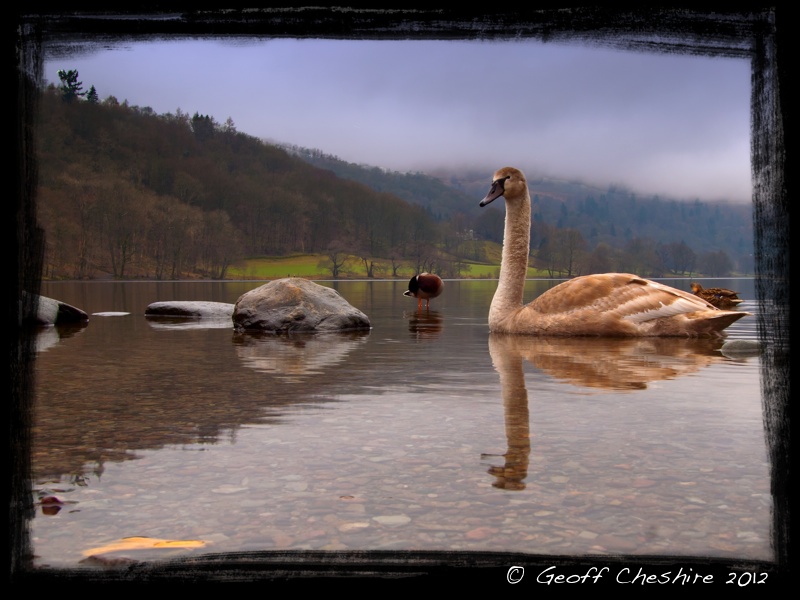 Young swan on Grassmere