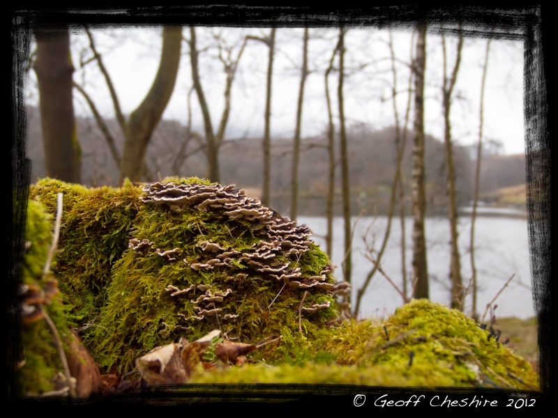 Cumbrian Fungi