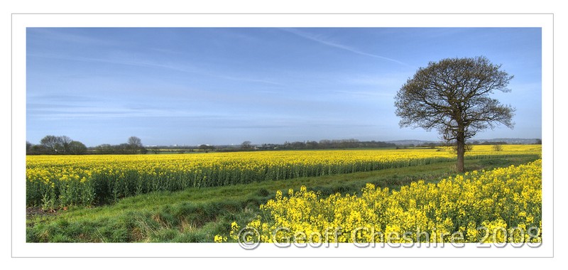 Rape Field (HDR) - 003