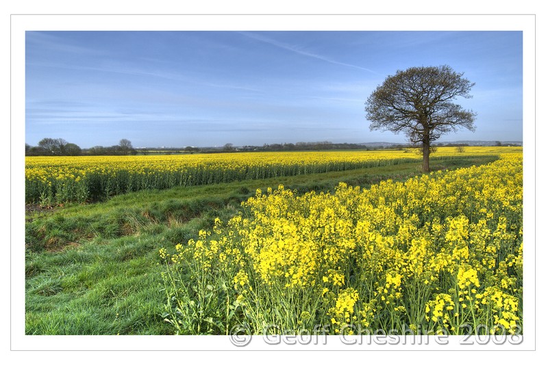 Rape Field (HDR) - 004