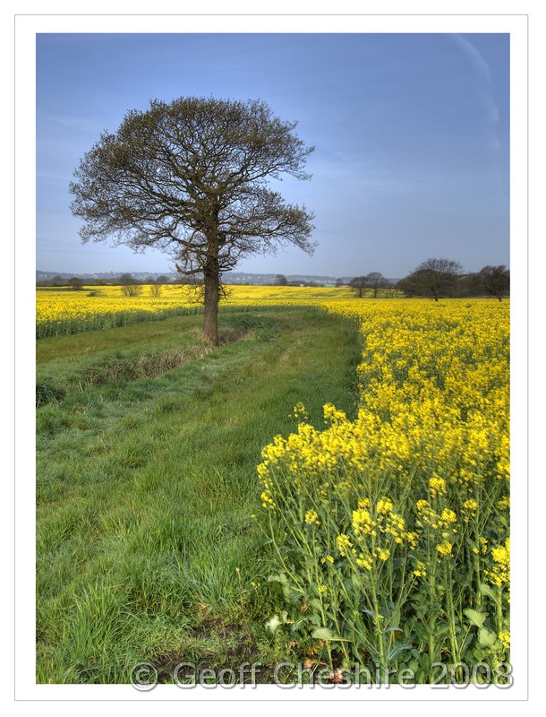 Rape Field (HDR) - 005