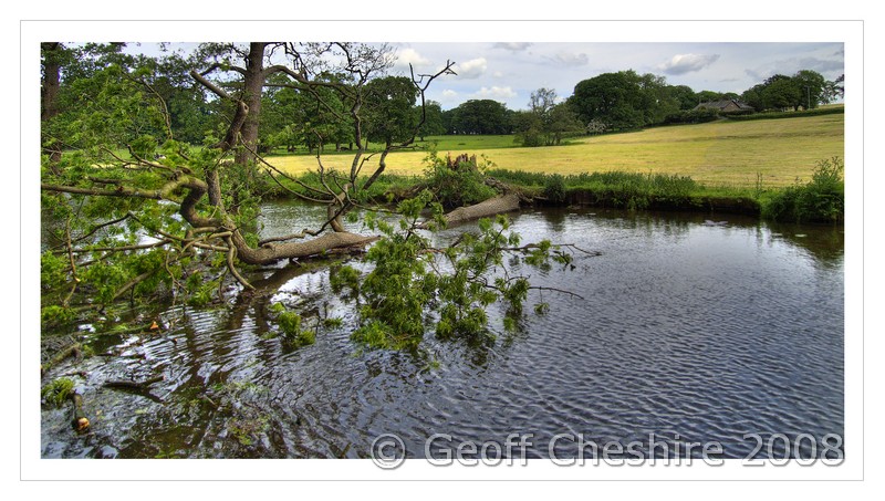 Fallen Tree at Potters Brook (HDR)