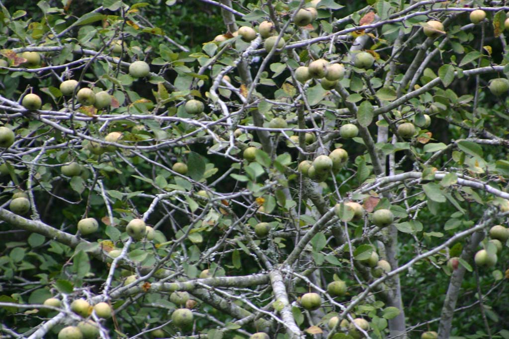 Tangerines