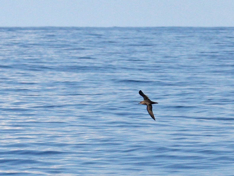 Trindade Petrel