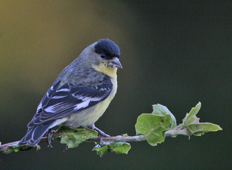 Lesser Goldfinch