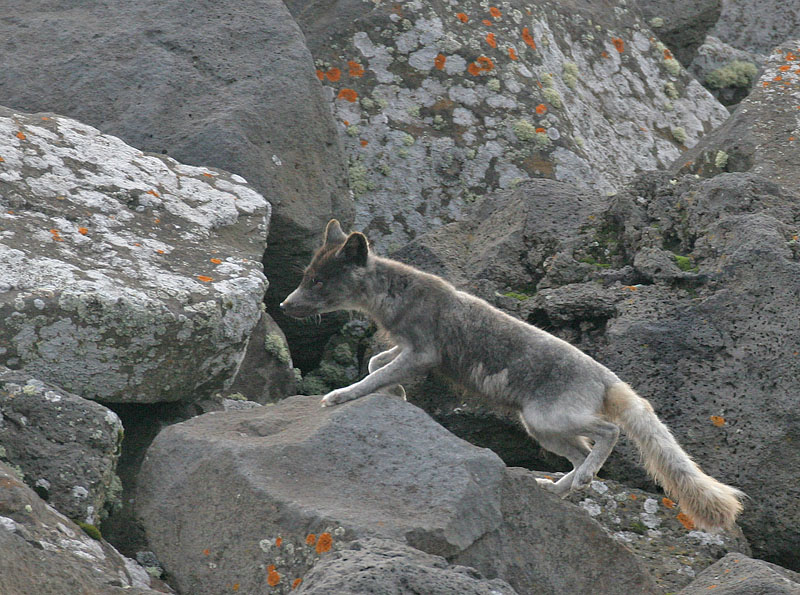 Arctic Fox