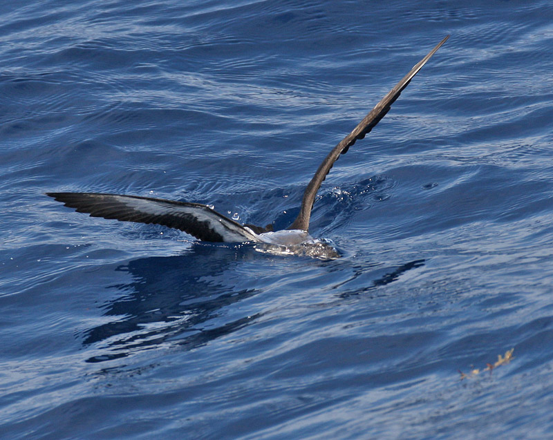 Audubons Shearwater