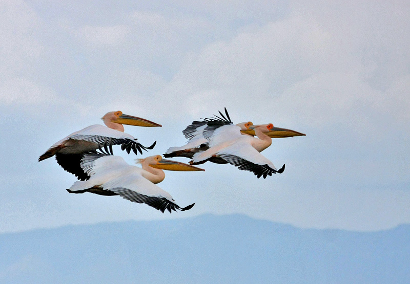 Great White Pelican