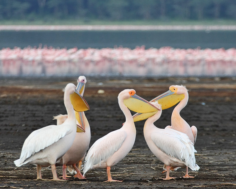 Great White Pelican