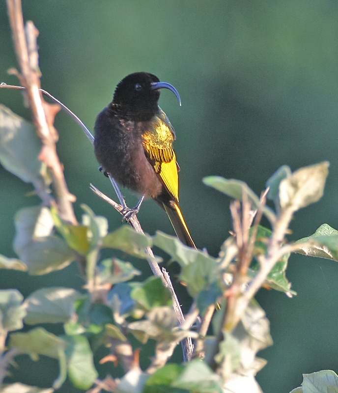 Golden-winged Sunbird