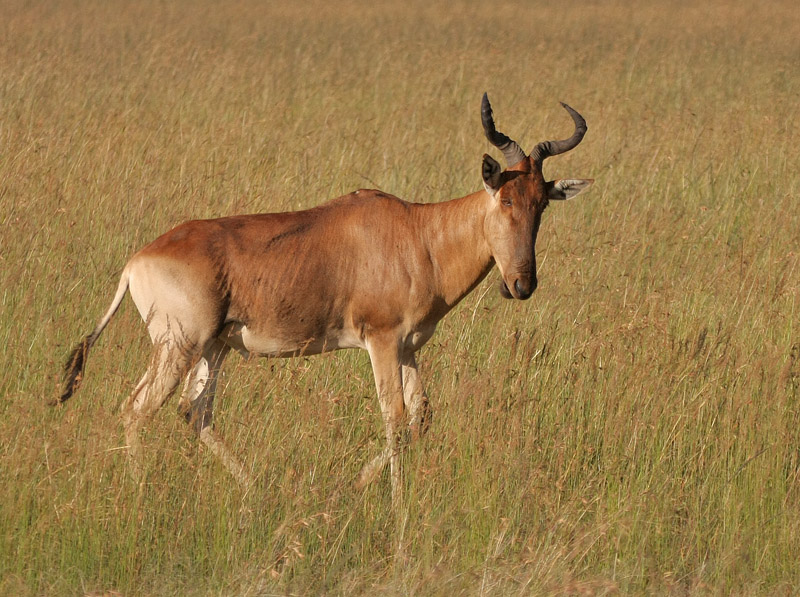 Hartebeest