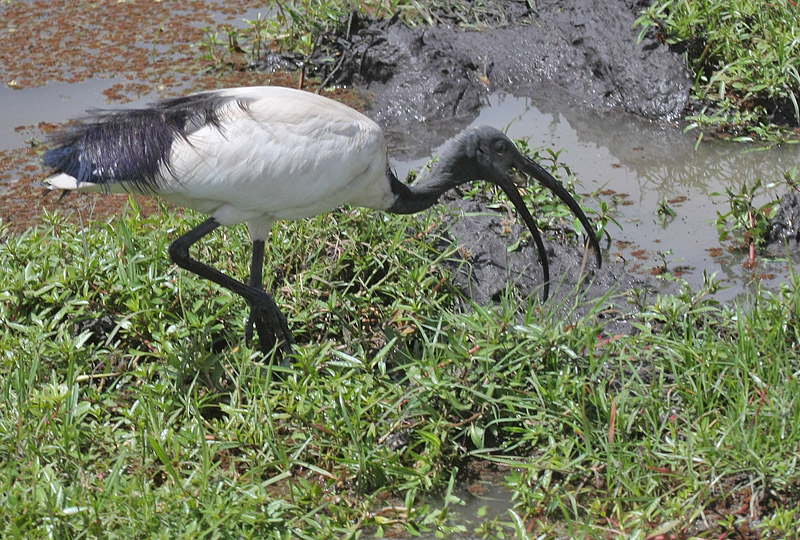 Sacred Ibis