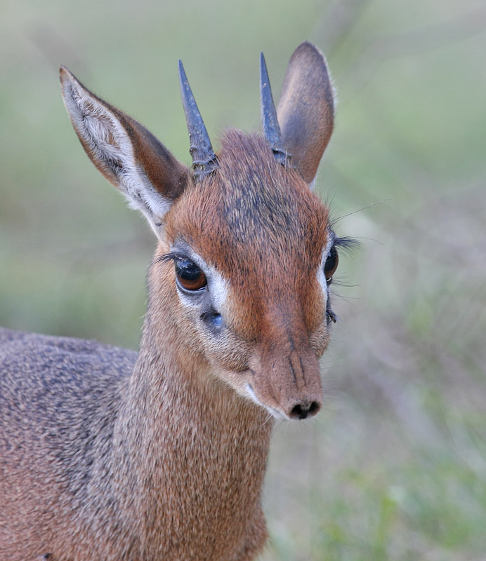 Kirks Dikdik