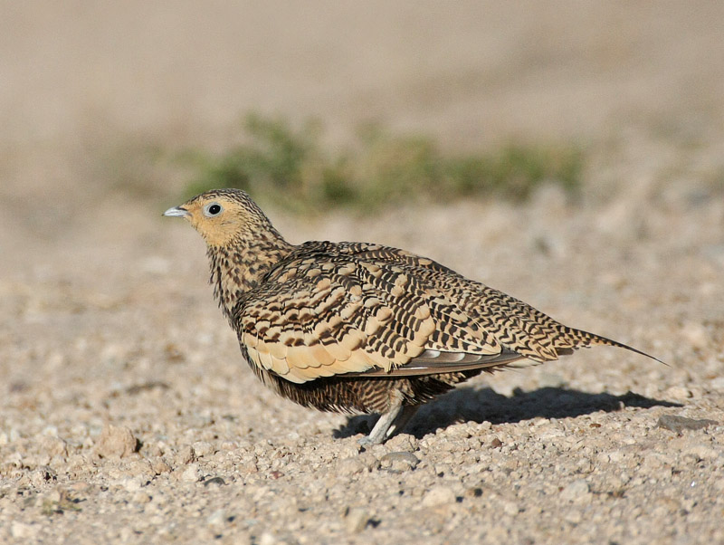 Chestnut-bellied Sandgrouse