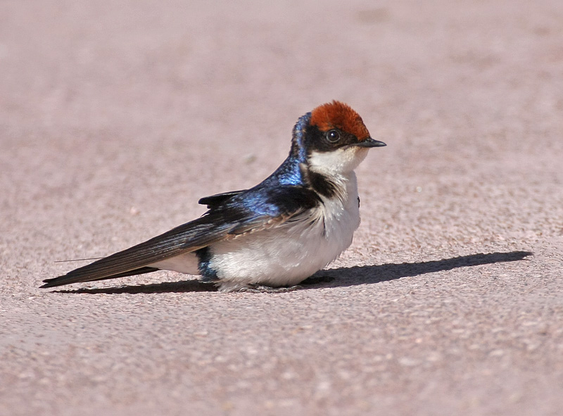 Wire-tailed Swallow