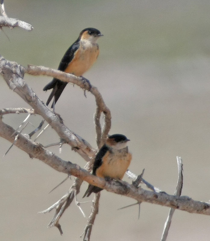 Red-rumped Swallow