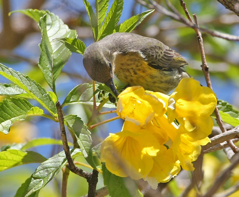 Mariqua Sunbird