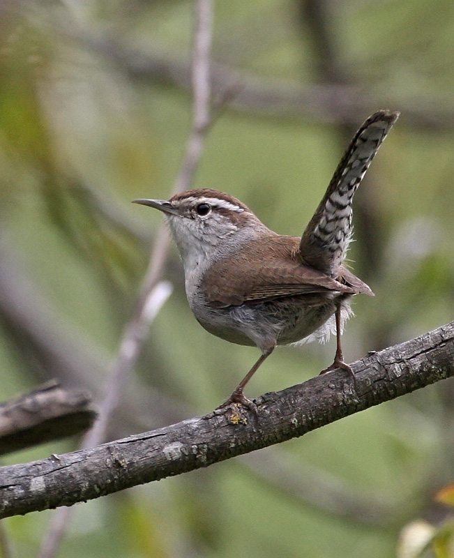 Bewicks Wren