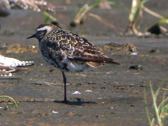 American Golden-Plover