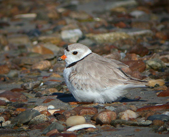 Piping Plover