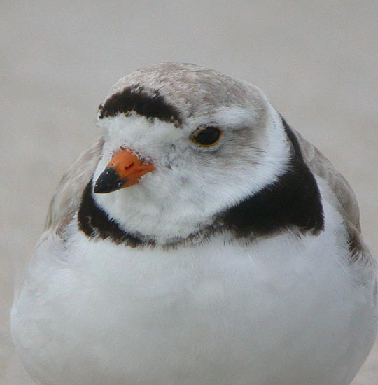 Piping Plover