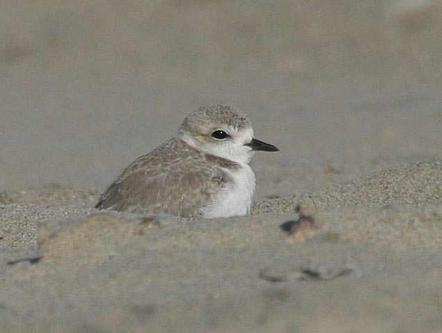 Snowy Plover