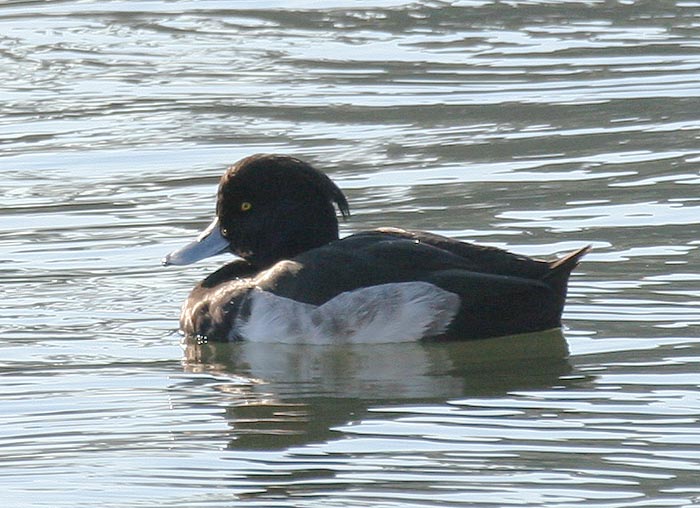 Tufted Duck