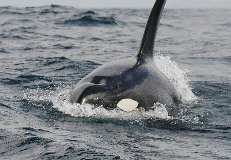 Killer Whale