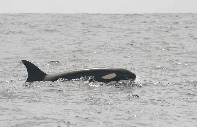 Killer Whale