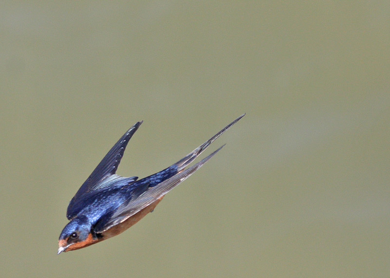 Barn Swallow