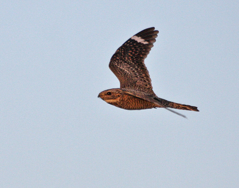 Lesser Nighthawk