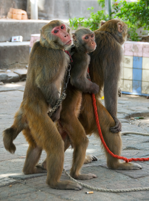 Performing Monkeys