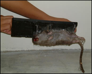Rat Glue Trap2.jpg