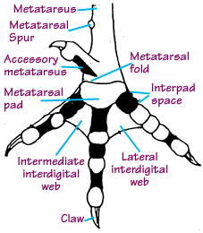 feet1.gif