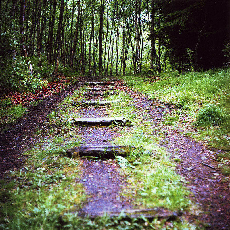 01-10-09 forest stairs