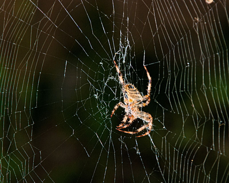 Golden Orb Spider