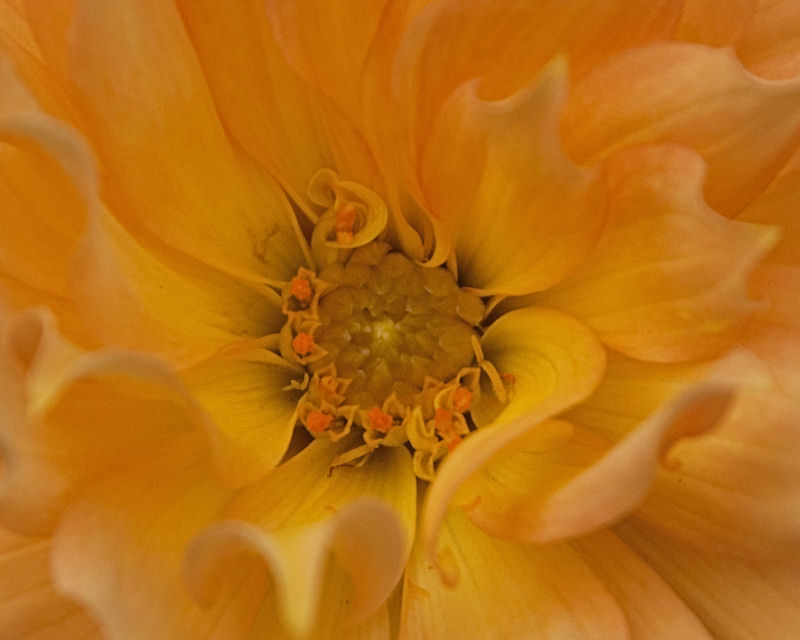 flora III