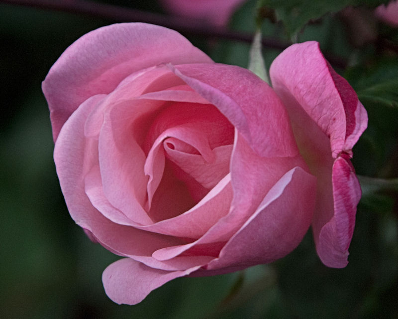 flora IV