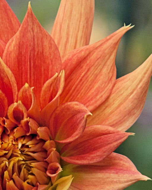flora V